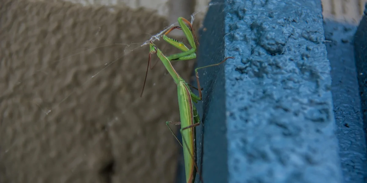 Green adult praying mantis perched on a blue block, preparing to explore its new enclosure