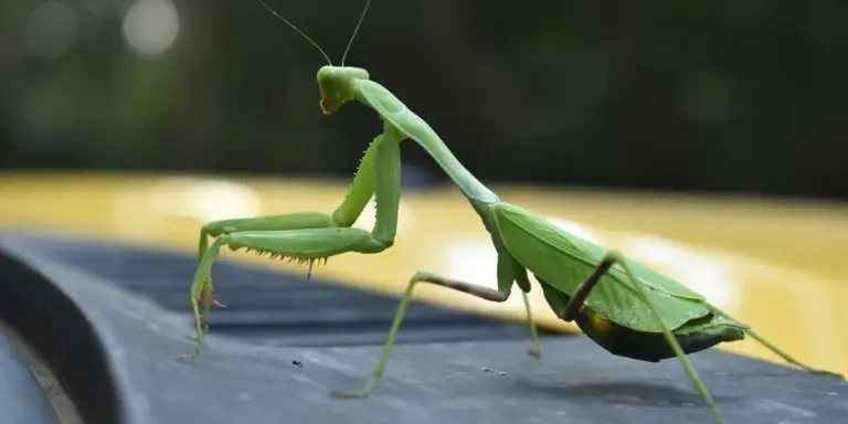 Close-up of a green adult praying mantis perched on a dark surface, its forelegs raised in a typical defensive or alert pose.