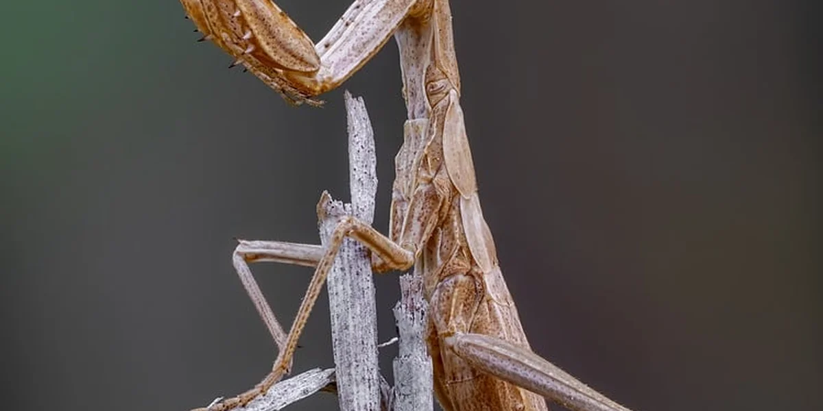 Close-up of a baby praying mantis nymph perched on a brown twig