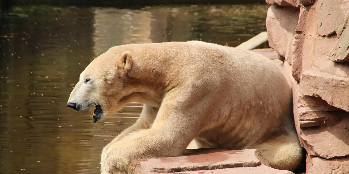 A pale brown bear stands on rocky shore beside a calm body of water, mouth open as if vocalizing.