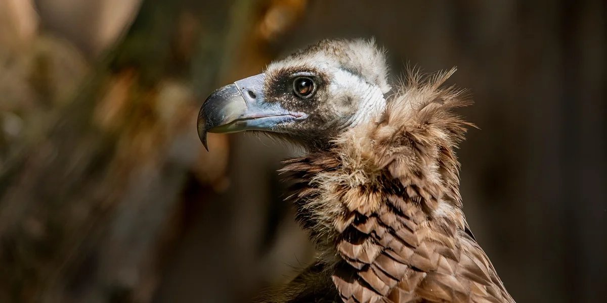 Close-up of a brown-feathered bird with a curved beak, looking to the left.