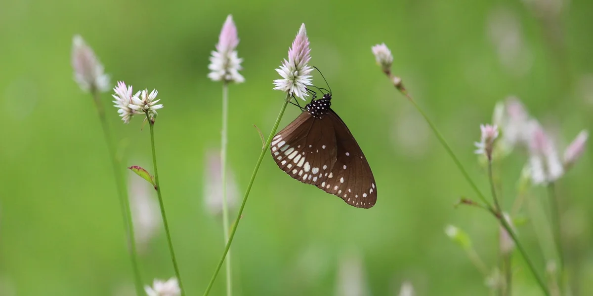 Brown butterfly with white spots along the wing margins perched on pink-tipped grass stems in a green meadow.