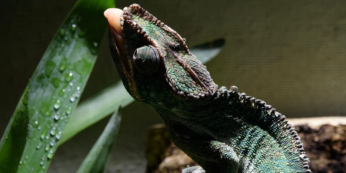 Close-up of a green chameleon with water droplets on its skin, highlighting environmental humidity and temperature control.