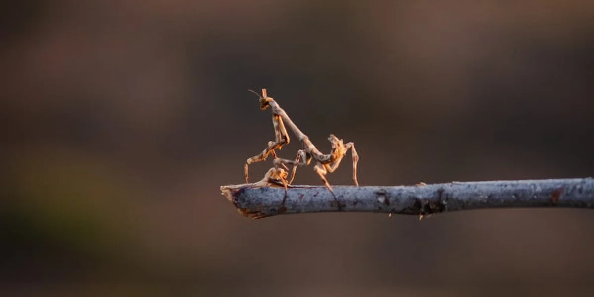 Close-up of a Chinese praying mantis perched on a thin branch
