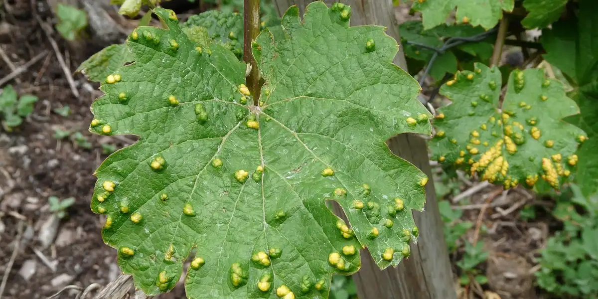 Leaf with numerous yellow bumps (mite galls) on its surface.