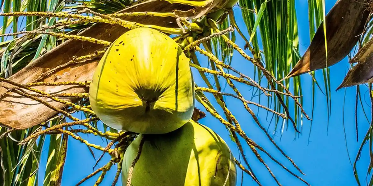 Coconuts hanging from a palm tree against a bright blue sky