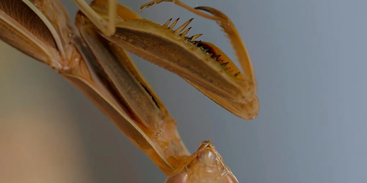 Close-up of a praying mantis after molting, showing a fresh exoskeleton and extended forelegs