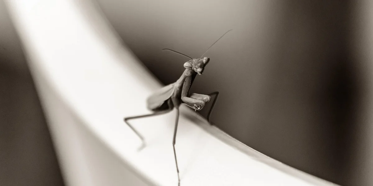 A praying mantis perched on the edge of a curved white surface, shown in grayscale.