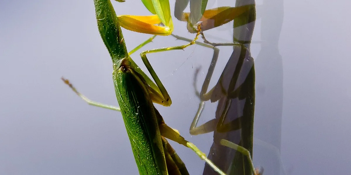 Close-up of a green praying mantis perched on a plant stem, with its forelegs folded in a typical waiting posture.