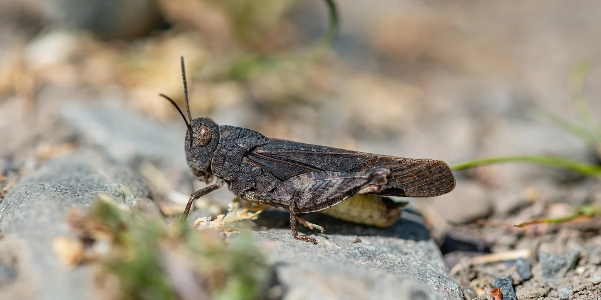 Close-up of a dark brown cricket on rocky ground with a blurred natural background