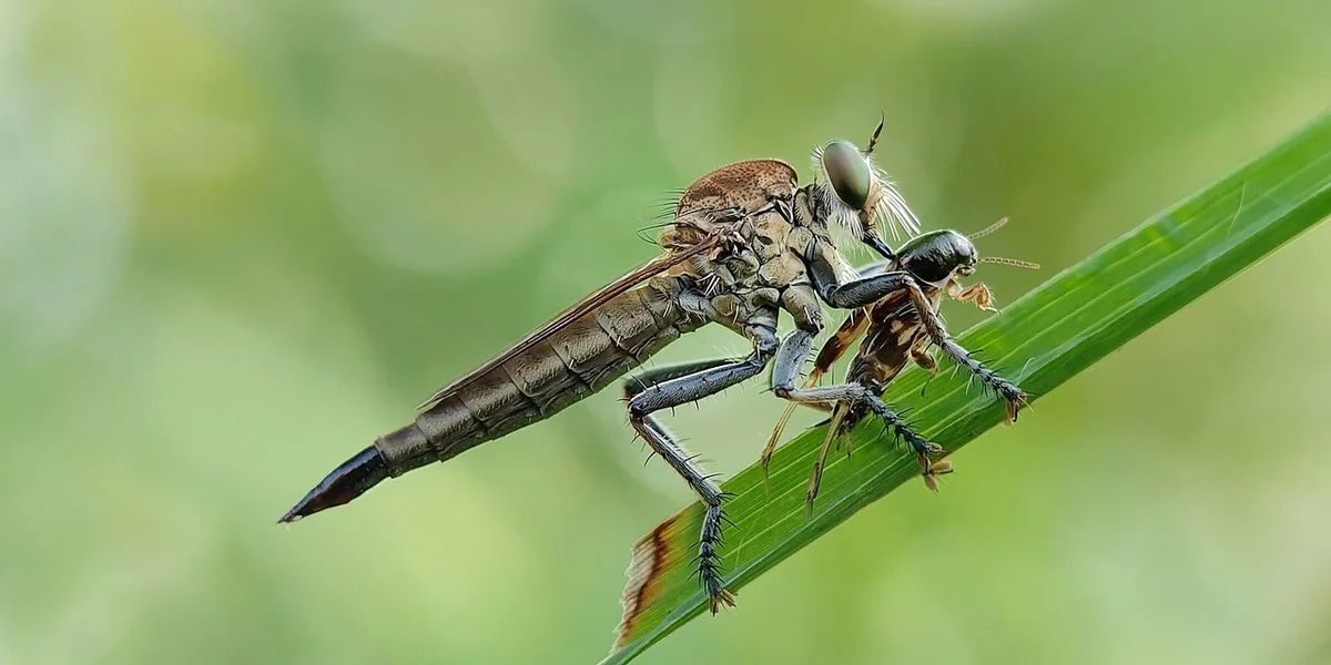 Close-up of a slender damselfly perched on a blade of grass with a soft green background.