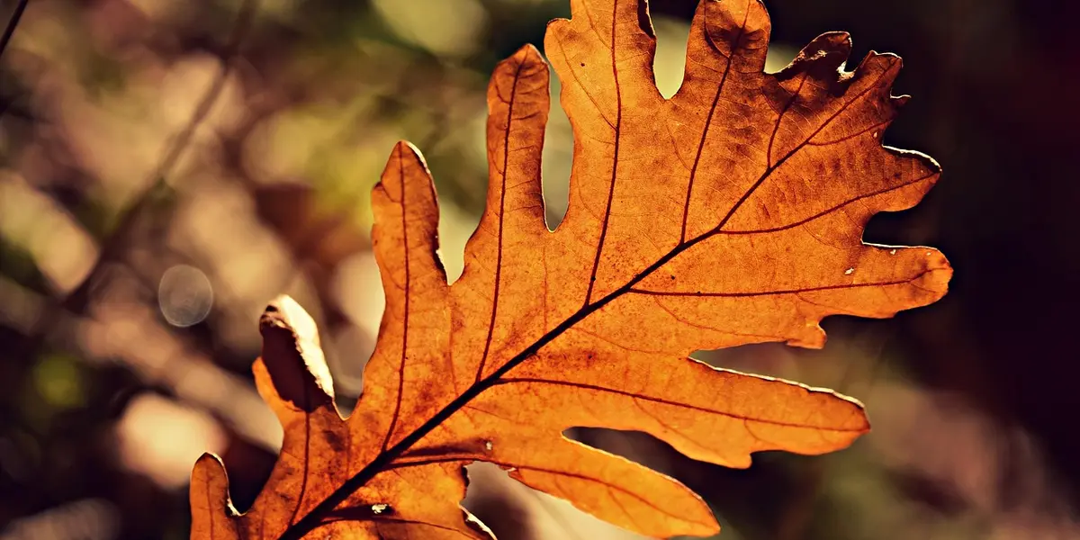 Close-up of a dried orange-brown leaf with prominent veins against a blurred background.