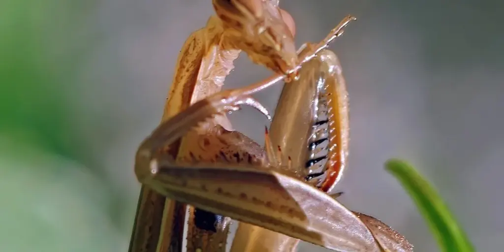 What Is the Dead Leaf Mantis Lifespan? (And How to Maximize It)