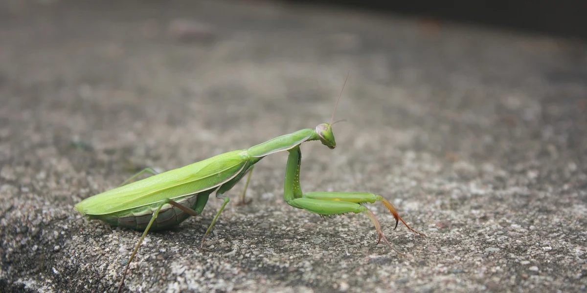 Green praying mantis on a rough surface with its forelegs curled forward.