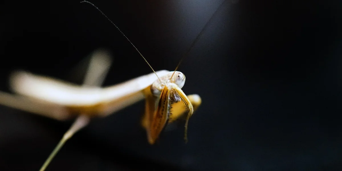 Close-up of a pale mantis with long antennae against a dark background, facing the viewer.