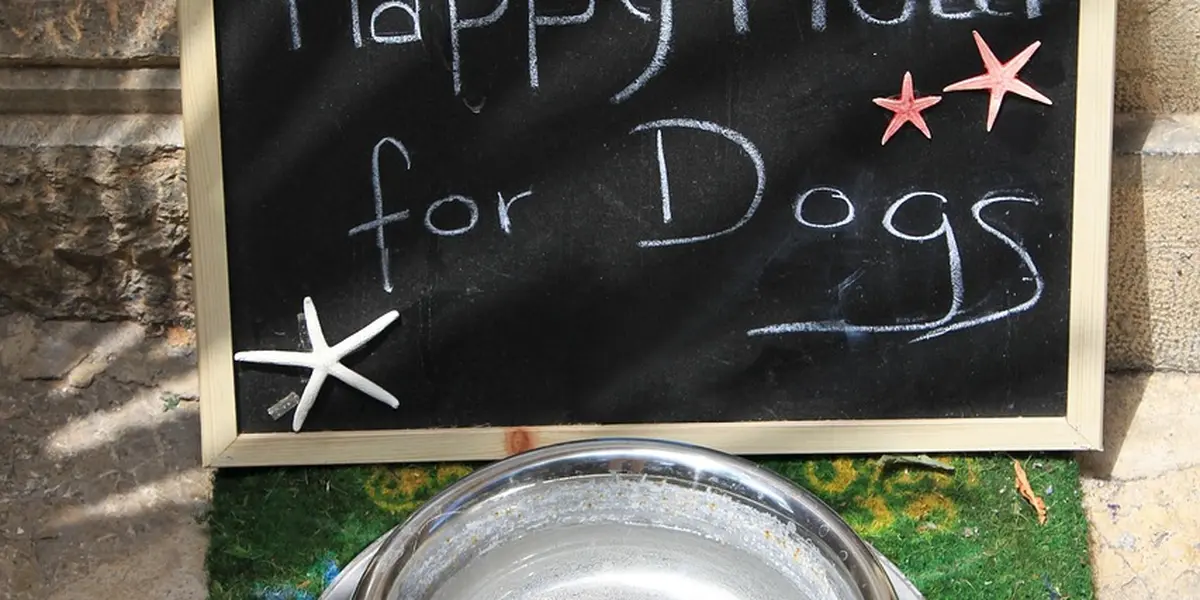Chalkboard with handwritten text and star decorations above a dog water bowl on a green mat.