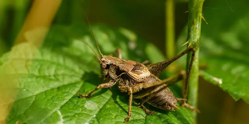 How to Create and Maintain a Clean Feeder Insect Culture