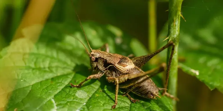 Two brown feeder insects on a green leaf
