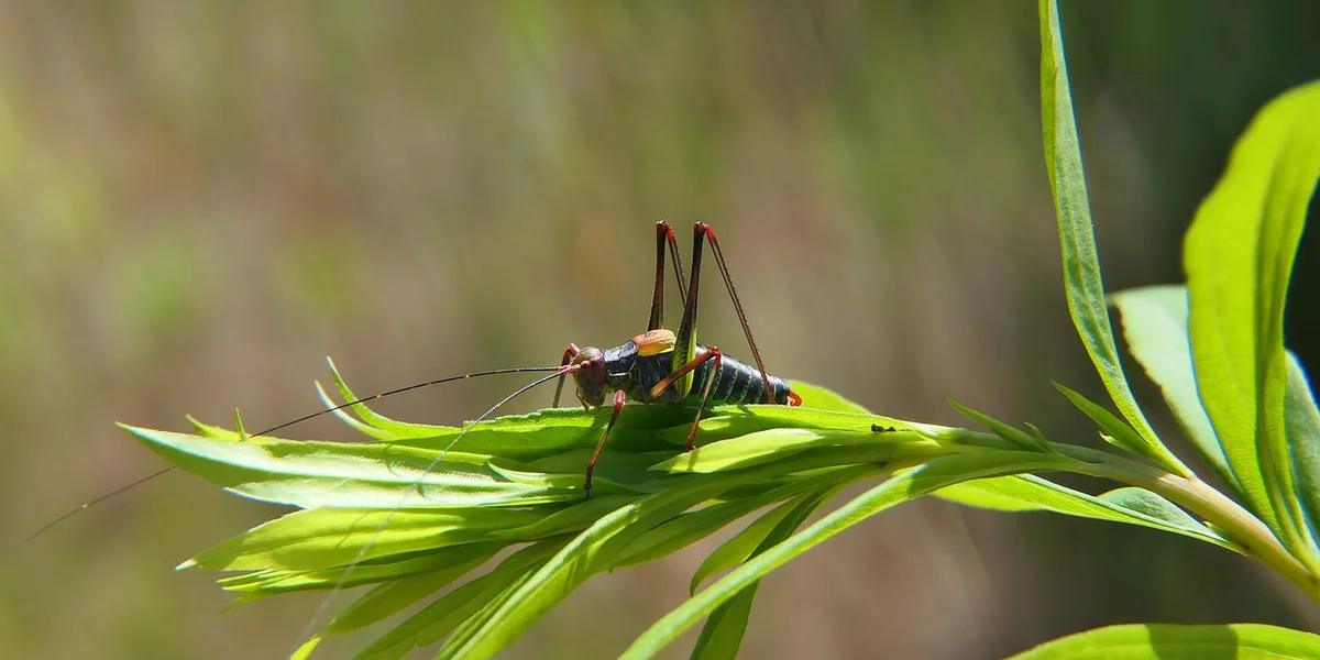 Close-up of a slender feeder insect perched on a green leaf.