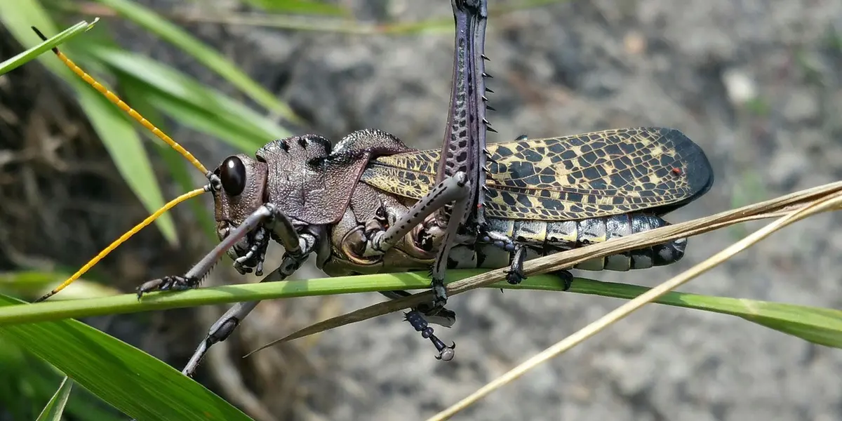Close-up of a patterned longhorn beetle perched on blades of grass
