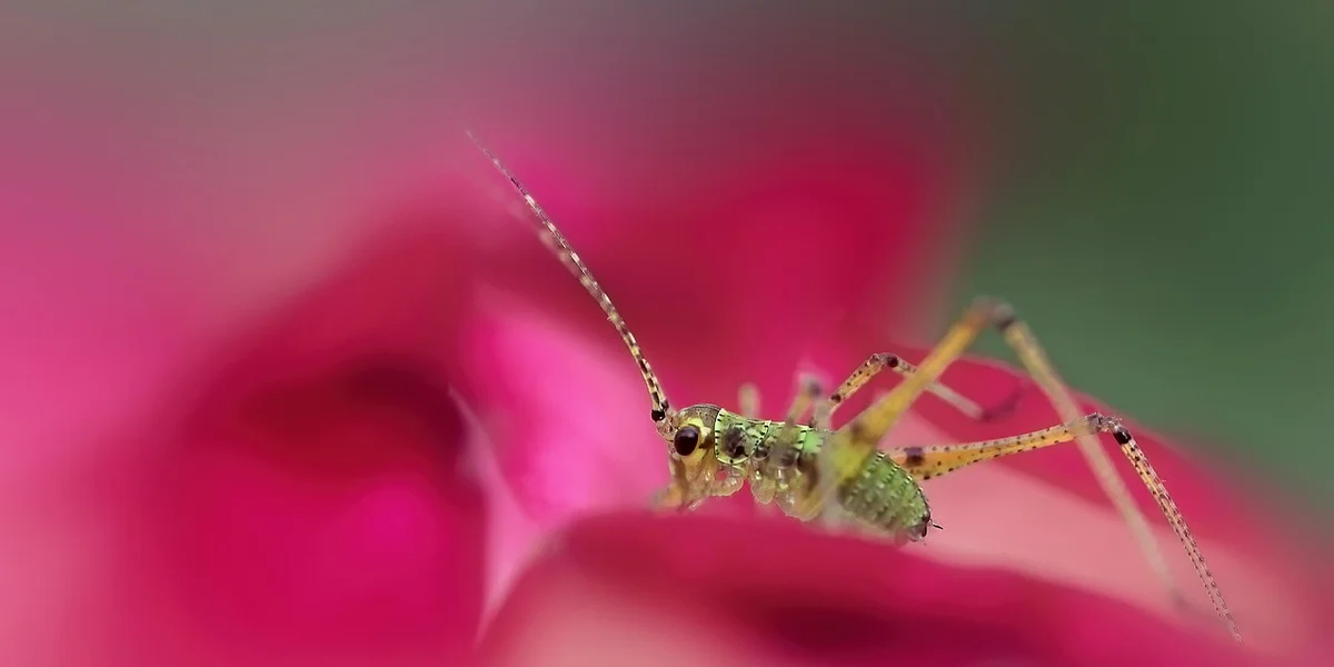 Macro photograph of a tiny green insect with long antennae perched on a pink flower