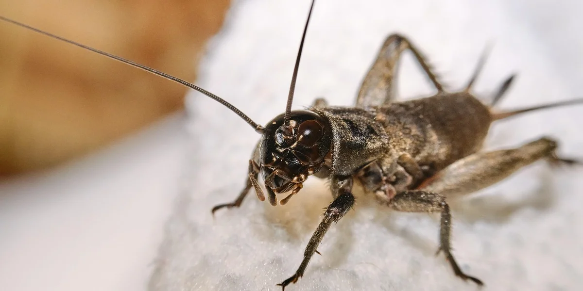 Close-up of a dark feeder insect on a light background