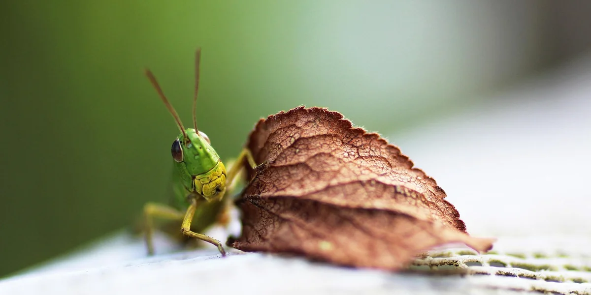 Close-up of a small green mantis perched on a dried brown leaf on a pale surface, illustrating a moment to calmly approach an escaped insect.