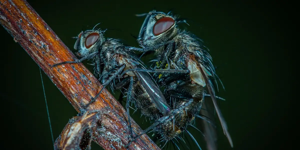Macro photograph of small feeder flies clinging to a twig, illustrating insects used to rear nymphs.
