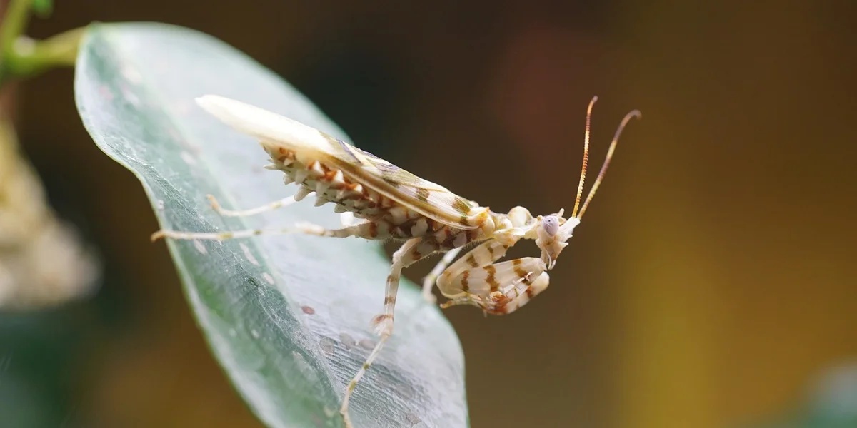 A flower mantis perched on a leaf, displaying its leaf-like camouflage.