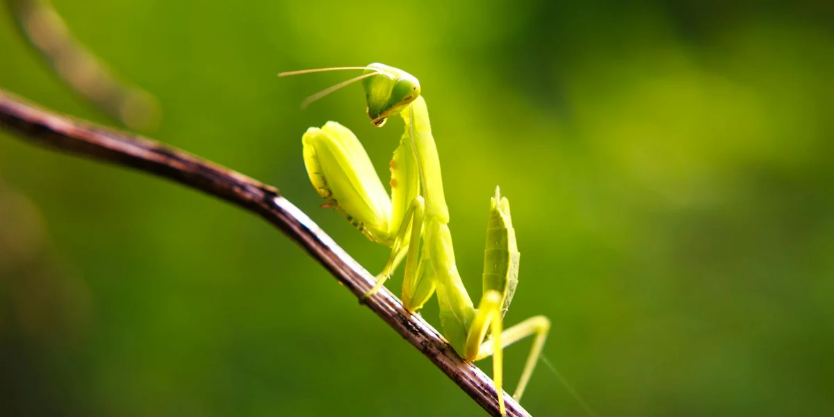 A bright green Ghost Mantis (Phyllocrania paradoxa) perched on a thin twig with a blurred green background.