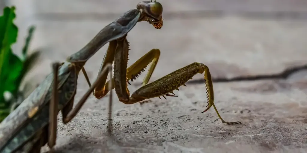 Giant African Mantis Care: A Simple Guide to Keeping Your Pet Thriving