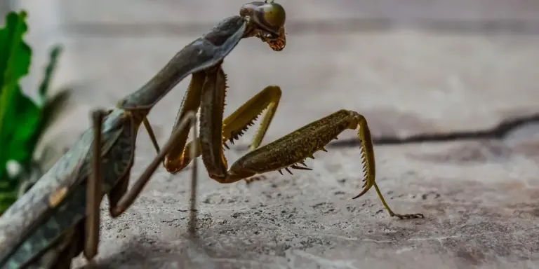 Close-up of a Giant African mantis (Sphodromantis) perched on a stone surface, showing its spiny forelegs and elongated body.
