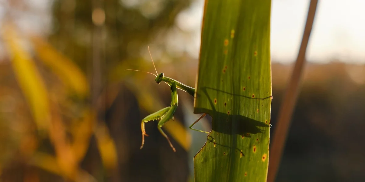Close-up of a bright green praying mantis clinging to a vertical plant stem in warm sunlight.