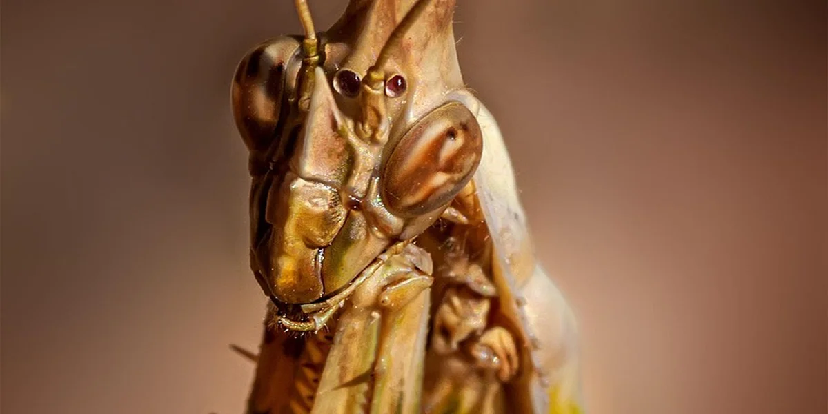 Close-up of a Giant African Mantis (Sphodromantis) head and forelegs, highlighting features relevant to care and reproduction.