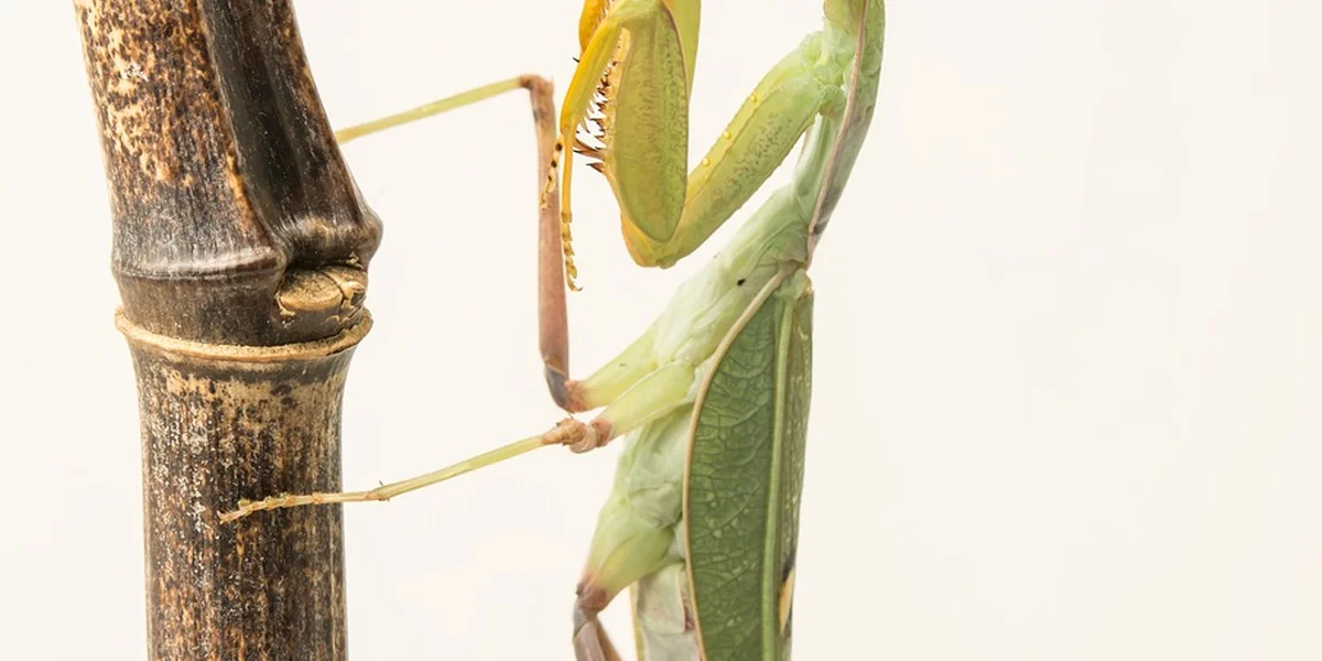 Green Giant African mantis (Sphodromantis) perched on a plant stem against a light background.