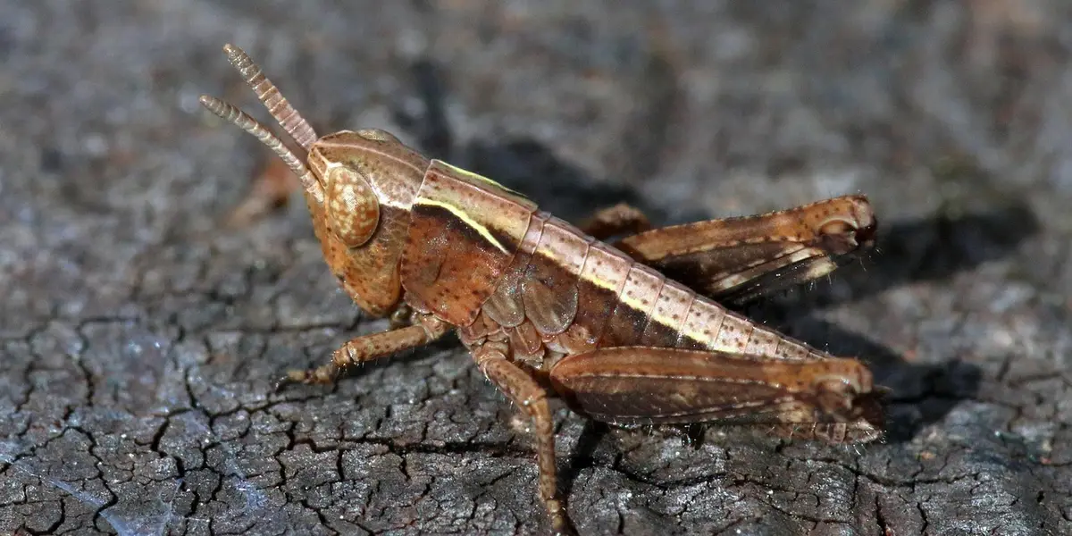 Brown grasshopper nymph on cracked dry soil