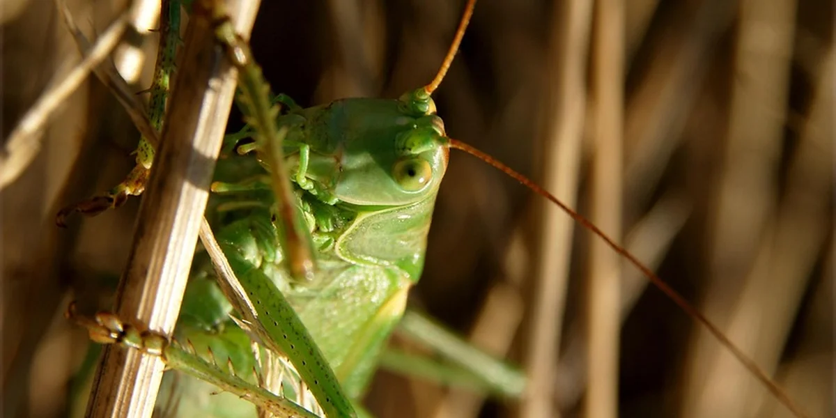 Close-up of a green katydid perched among dried plant stems