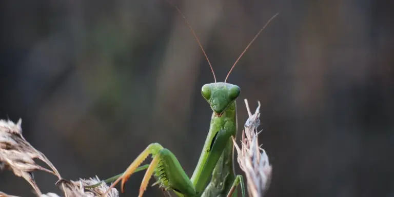 Close-up of a green praying mantis with long antennae perched among dried plant material.