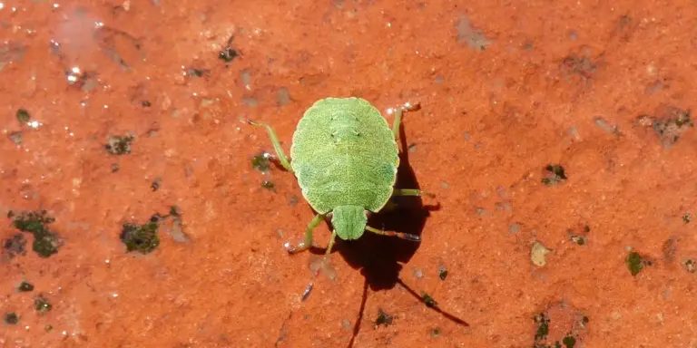 Close-up of a green shield bug nymph on a rough red surface.