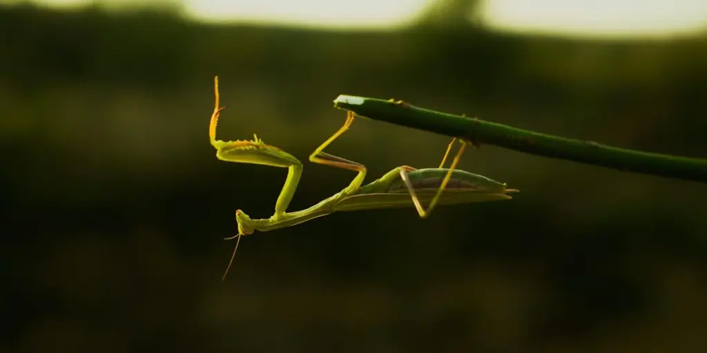 What Supplies Do You Need for a Healthy Pet Mantis?