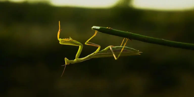 Green praying mantis perched on a thin branch against a dark, blurred background.