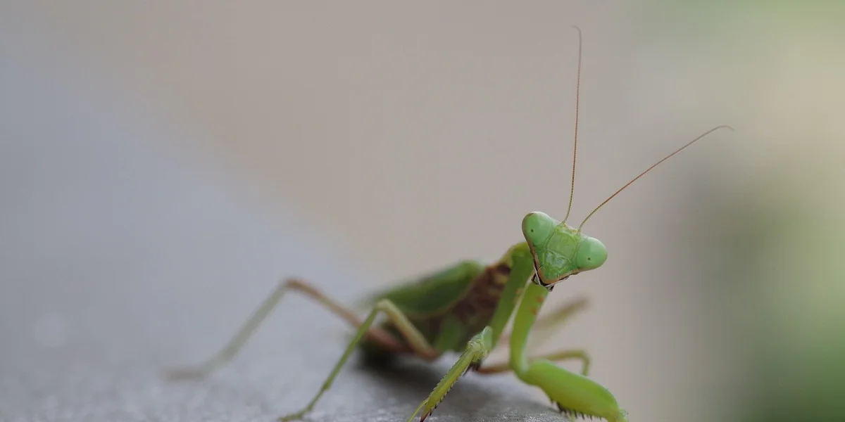 Close-up of a bright green praying mantis perched on a soft, blurred background.