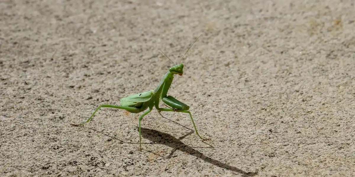Green praying mantis perched on a sandy surface