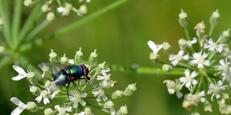 Metallic green bottle fly perched on small white blossoms