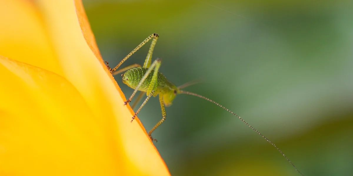Green praying mantis perched on the edge of a bright yellow flower