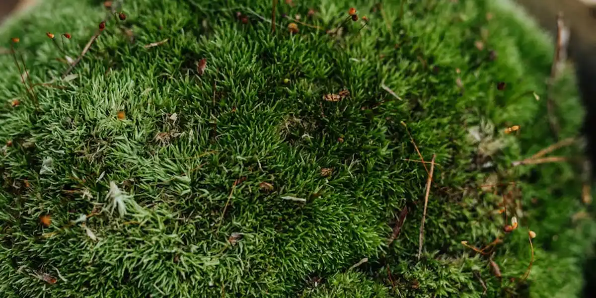 Close-up macro image of dense green moss texture