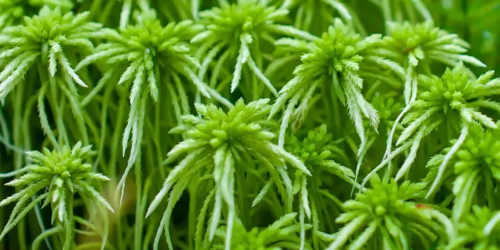 Substrate Showdown: Coconut Fiber vs. Sphagnum Moss vs. Paper Towel