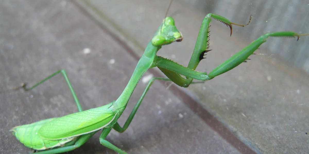 Bright green praying mantis with a slender body perched on a wooden surface, displaying its spiny forelegs.