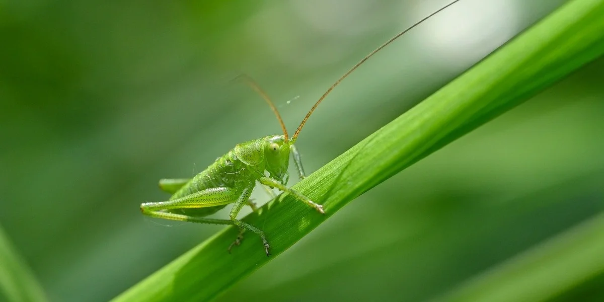 Green praying mantis perched on a blade of grass