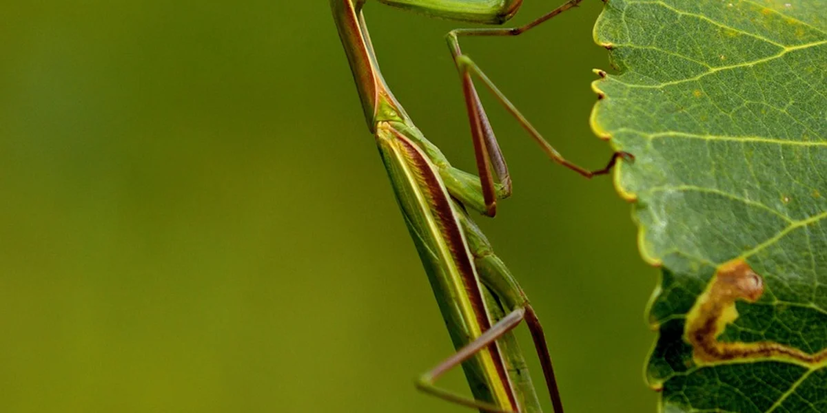 Close-up of a green praying mantis perched on a leaf.
